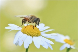 <p>PESTŘENKA TRUBCOVÁ (Eristalis tenax) ---- /Drone fly - Mistbiene/</p>